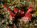 Rhodiola Rosea P.E 